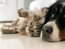 Kedi ve Köpek Beyinleri Arasındaki Fark | Günlük Görevlerden Nasıl Etkileniyorlar?