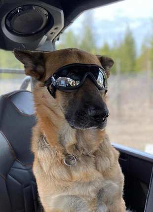 Köpek Güneş Gözlüğü