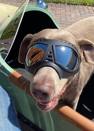 Köpek güneş gözlükleri